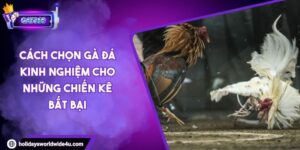 Cách Chọn Gà Đá Kinh Nghiệm Cho Những Chiến Kê Bất Bại