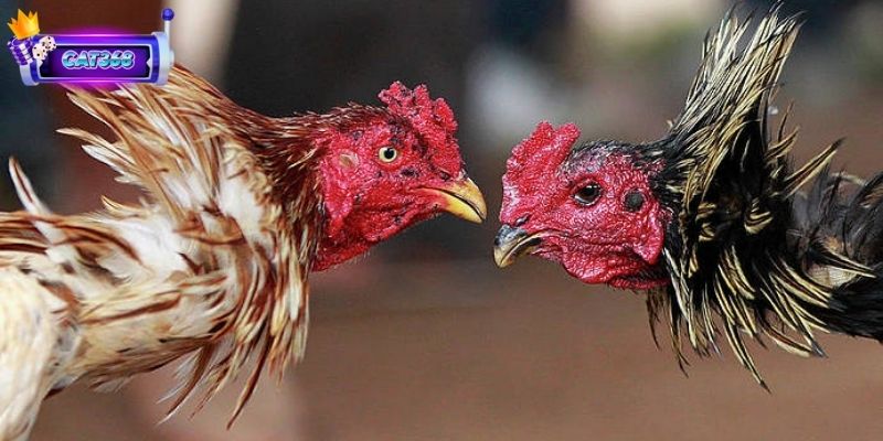 Cách Chọn Gà Đá Kinh Nghiệm Cho Những Chiến Kê Bất Bại 3 Xây dựng chế độ dinh dưỡng tăng cường sức khỏe gà đá