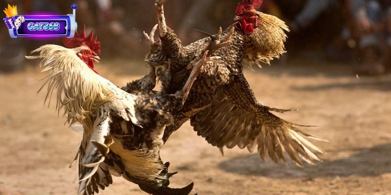 Đá Gà Cựa Sắt Trải Nghiệm Cá Cược Đối Kháng Đầy Kịch Tính 3 Bí quyết nhận biết chiến kê có đòn đá trước dũng mãnh