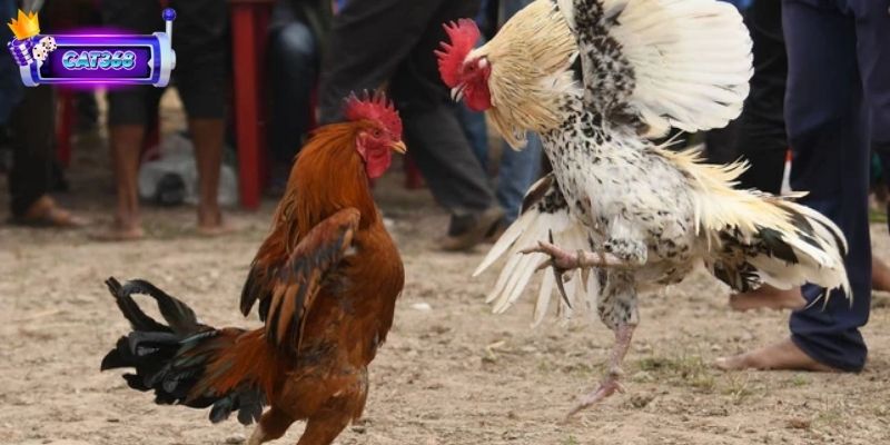 Đá Gà Cựa Sắt Trải Nghiệm Cá Cược Đối Kháng Đầy Kịch Tính 2 Tìm hiểu về nguồn gốc và sự phát triển của đá gà cựa sắt