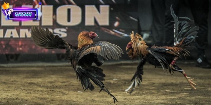 Đá Gà Cựa Tròn Khám Phá Sức Hút Của Môn Cá Cược Kịch Tính 3 Nắm vững kỹ thuật đá và chiến thuật nhanh thắng cho hội viên